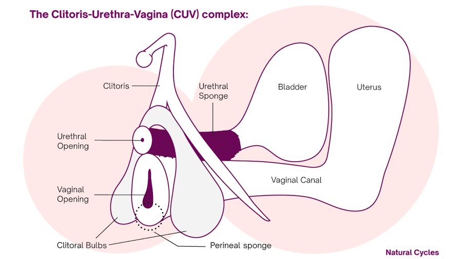 Understanding Clit Overstimulation: Key Reasons It Happens and Effective Management Tips You Need.