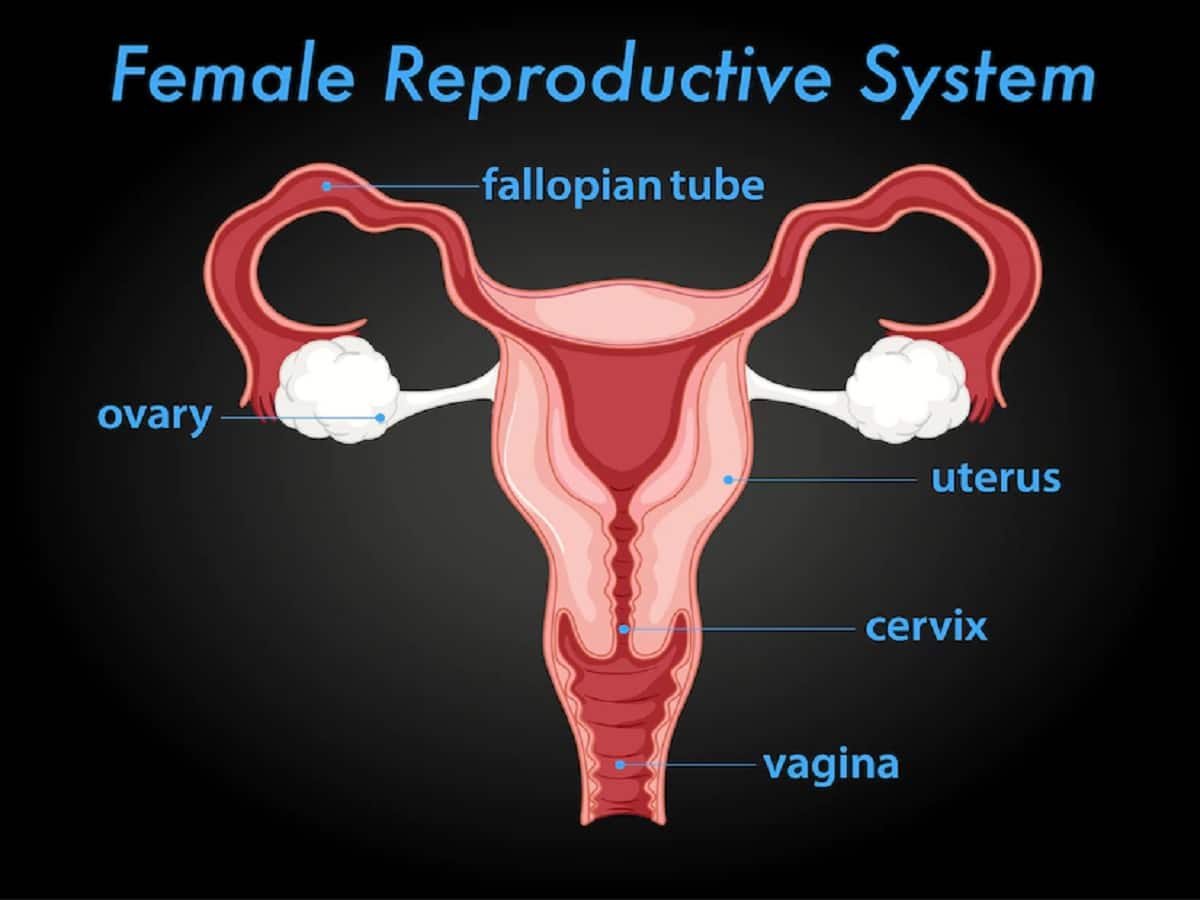 What is a hostile womb exactly? (Understand its impact on fertility and what you can do now)
