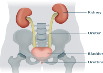 When should you drink your digestive tea? Find the 2 best times for optimal stomach relief daily.