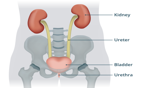 When should you drink your digestive tea? Find the 2 best times for optimal stomach relief daily.