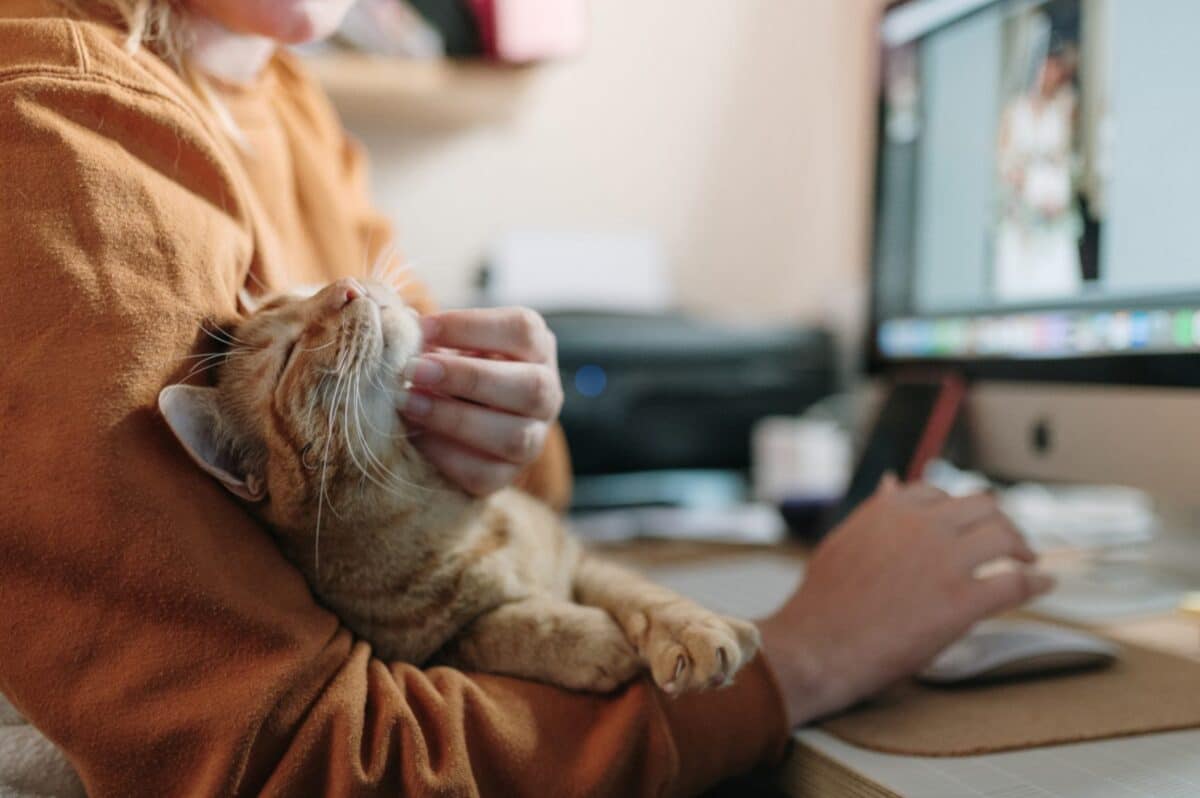 Considering why should i get a cat? Here's how they make everyday living much brighter!