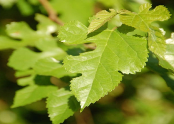 What kinds of edible leaves can I eat? (Here are some easy to find and tasty options for you)