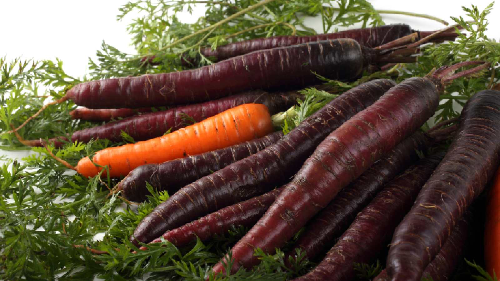 What is a black carrot? Discover the unique health benefits this superfood offers you today!