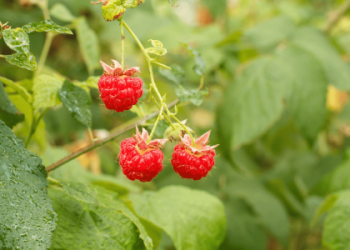 Best Uses for Blackberry Fruit Leaves: Recipes & Remedies