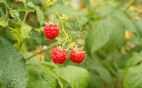Best Uses for Blackberry Fruit Leaves: Recipes & Remedies