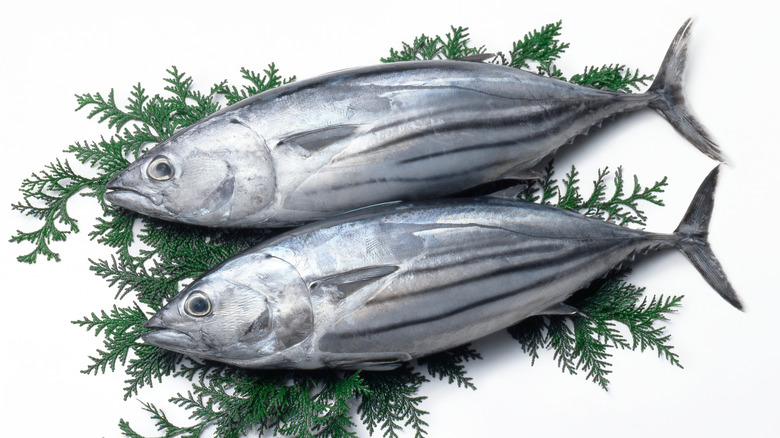 Is tuna good for your skin? Learn about how this fish and pretty skin are linked together.