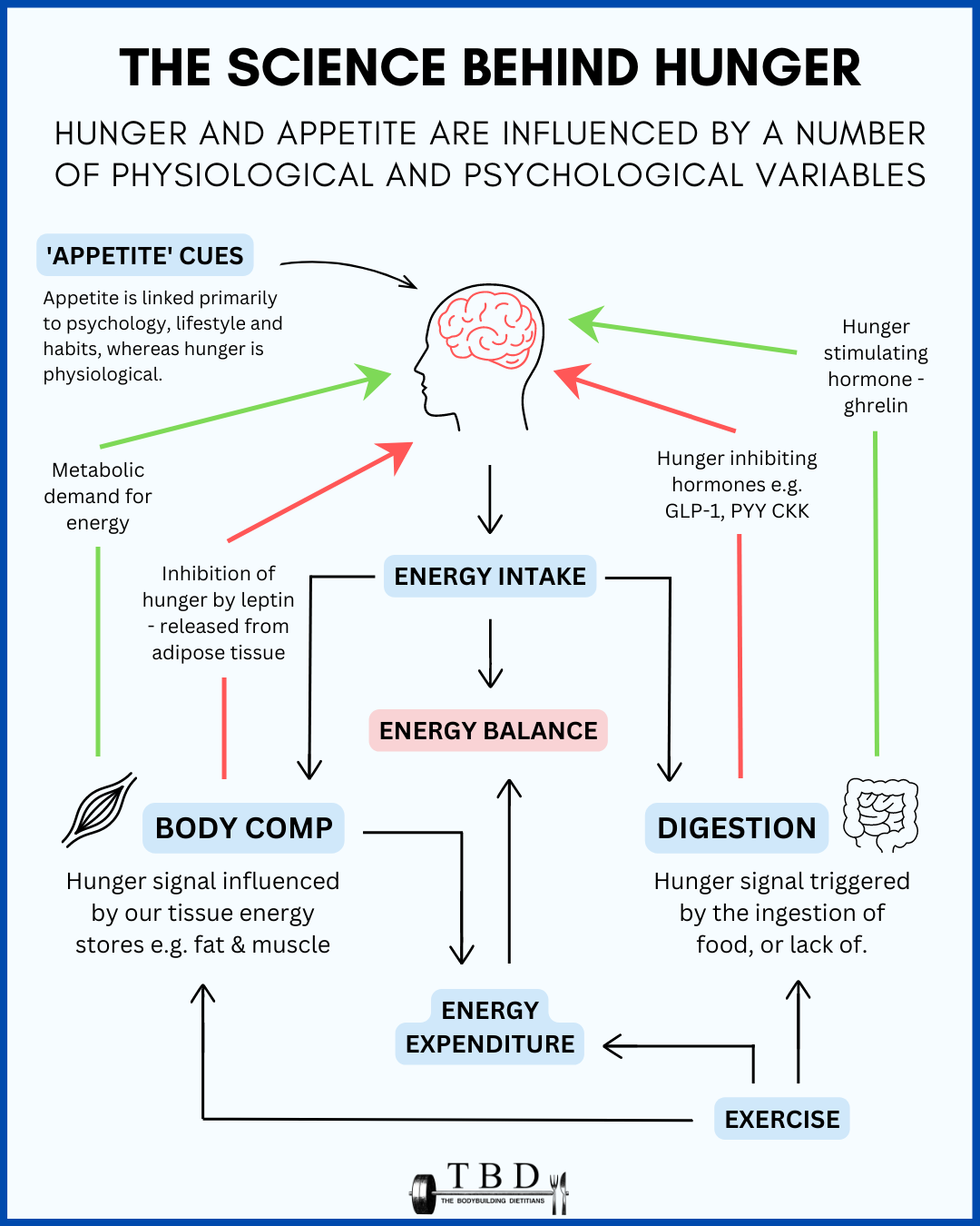Why am I hungry after sex? Your body used energy, and these are the top scientific causes explained.