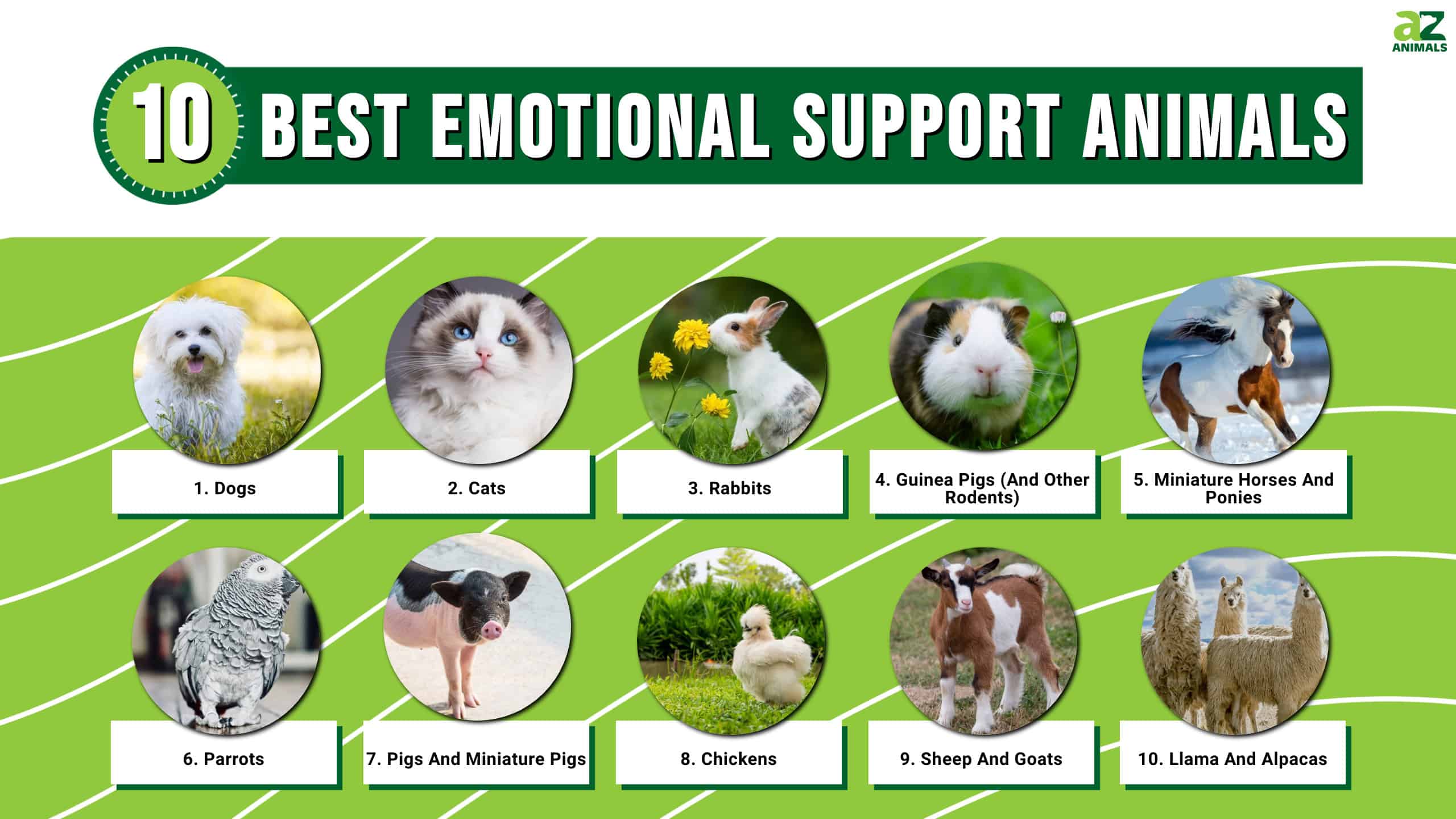 Which are the top best emotional support animals? Get expert tips on finding a loving and supportive furry friend for life.