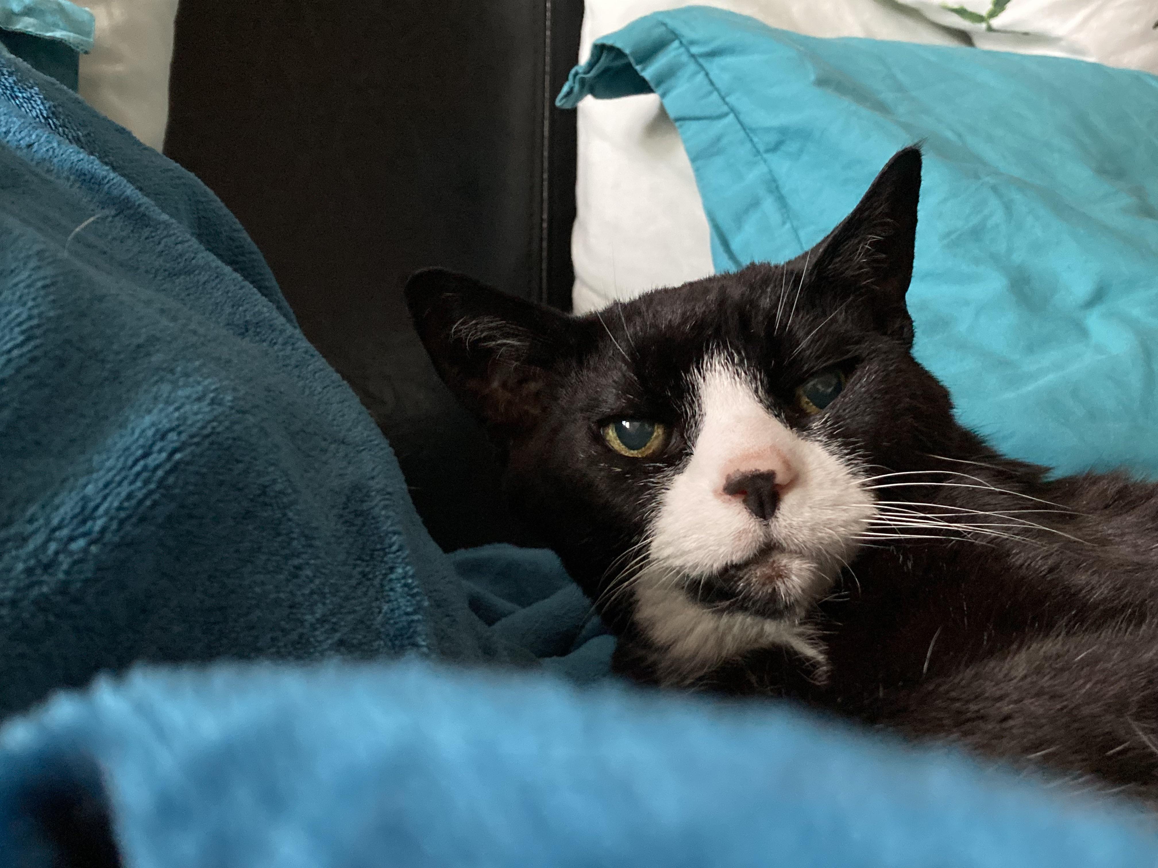 My cat died and I feel empty, why does it hurt so very much and how can I explain this big void inside me?
