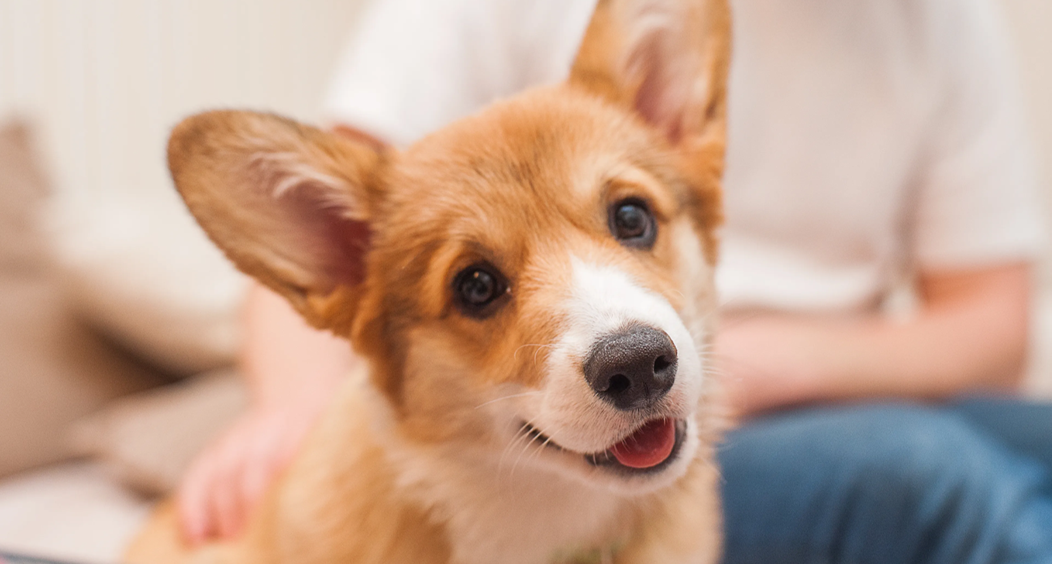 How to choose the best emotional support animals for anxiety and depression? Follow these simple tips for your ideal match!