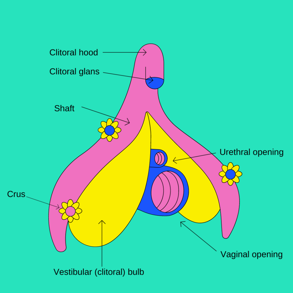 Understanding Clit Overstimulation: Key Reasons It Happens and Effective Management Tips You Need.