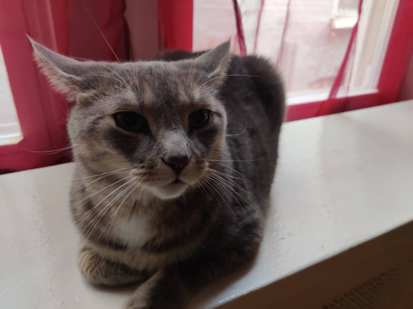 My cat died and I feel empty, why does it hurt so very much and how can I explain this big void inside me?