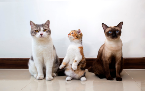 Considering why should i get a cat? Here’s how they make everyday living much brighter!