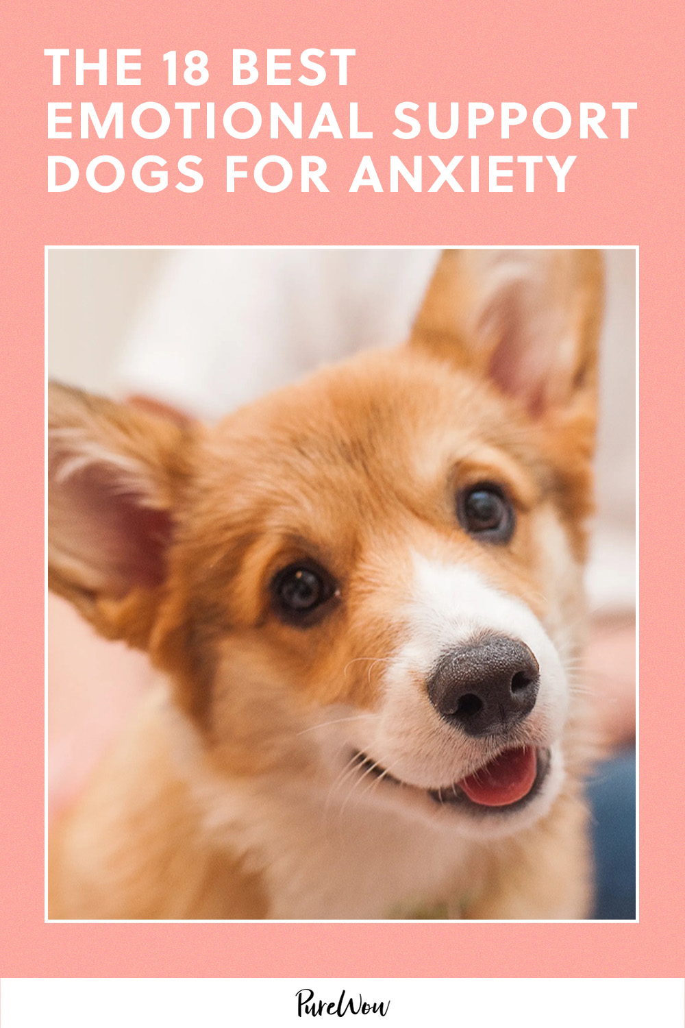 How to choose the best emotional support animals for anxiety and depression? Follow these simple tips for your ideal match!