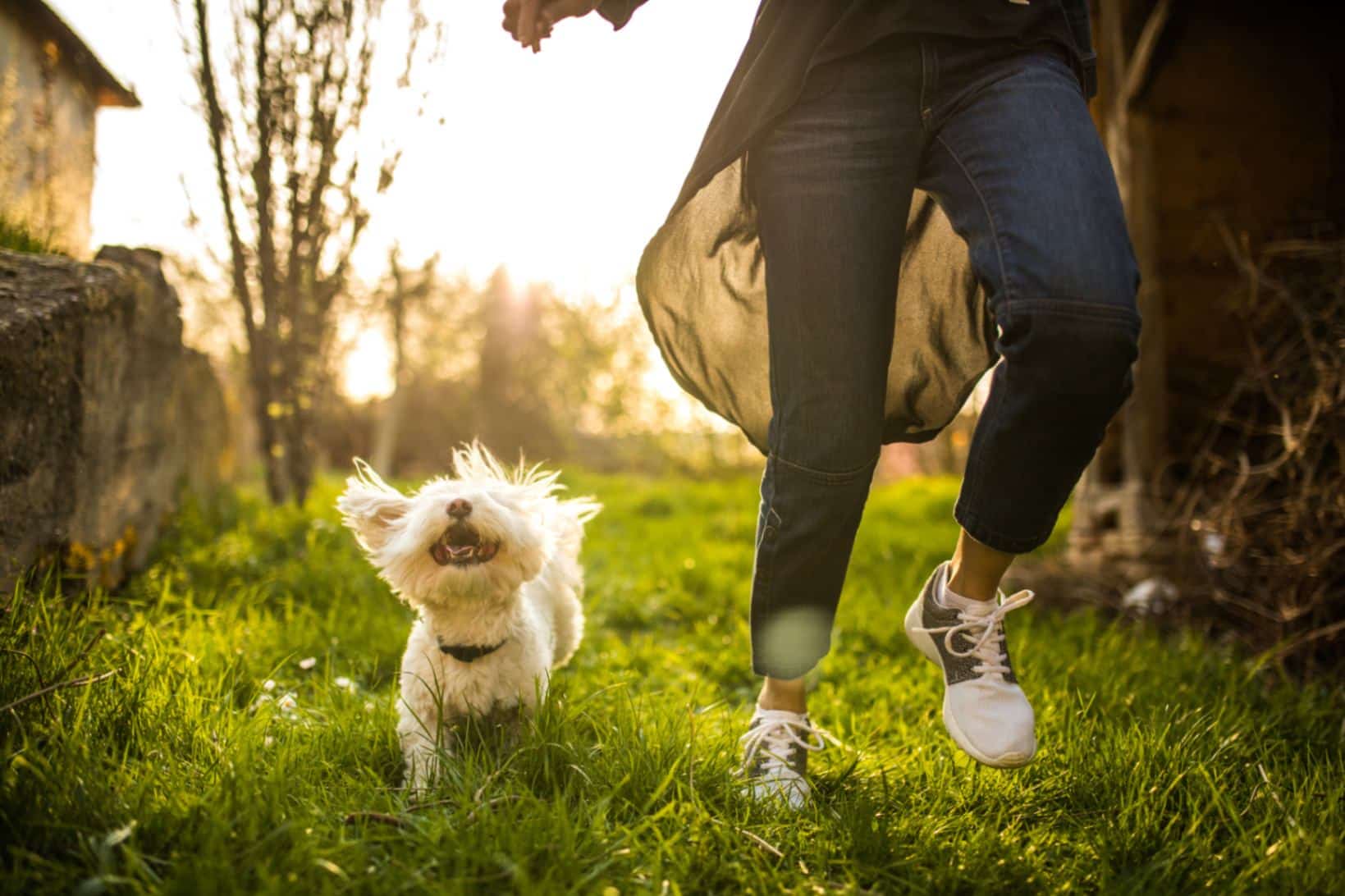 How to choose the best emotional support animals for anxiety and depression? Follow these simple tips for your ideal match!