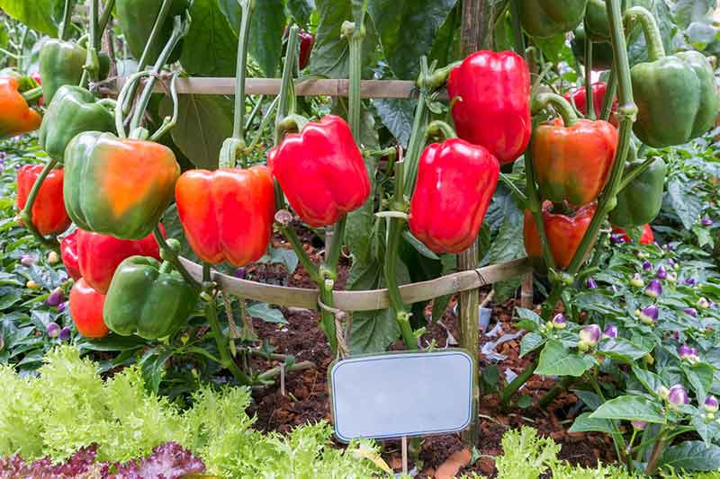 How to choose a perfect orange bell pepper? Follow these easy tips for the best selection.