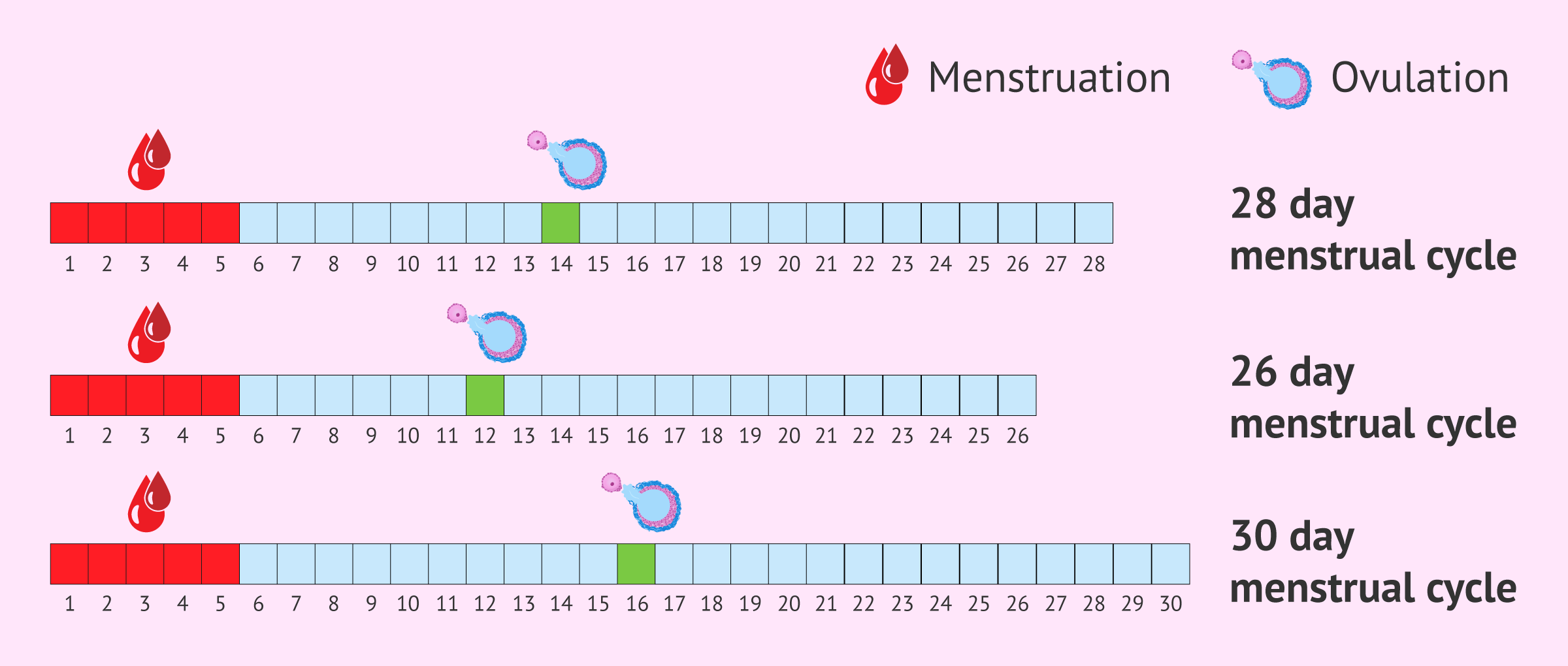 How many days before menstruation is ovulation? Simple ways to calculate it now.