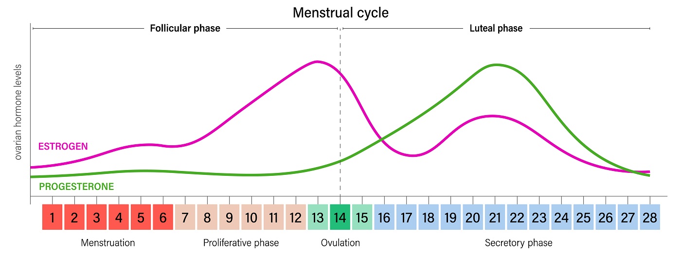 How many days before menstruation is ovulation? Simple ways to calculate it now.