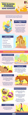 Home Remedies for Dog Bloated Stomach: Simple Tricks That Work