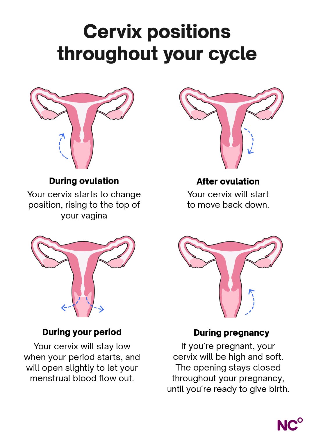 Predict your period with cervical position? Step by step guide to check it yourself.