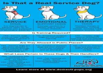 How to choose the best emotional support animals for anxiety and depression? Follow these simple tips for your ideal match!