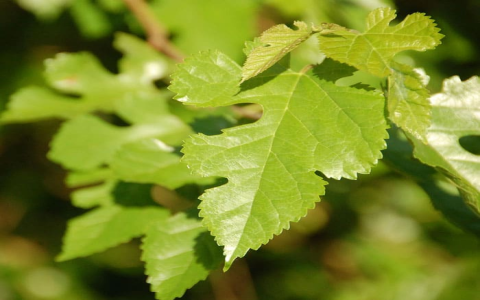 What kinds of edible leaves can I eat? (Here are some easy to find and tasty options for you)