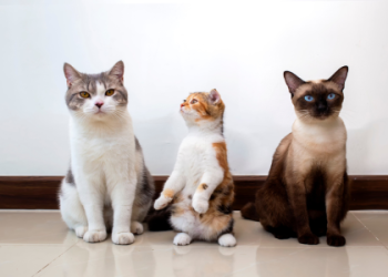 Considering why should i get a cat? Here’s how they make everyday living much brighter!