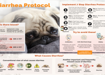 7 Safe Senior Dog Bloated Stomach Home Remedy Tips After Feeding