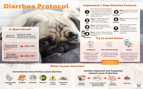 7 Safe Senior Dog Bloated Stomach Home Remedy Tips After Feeding