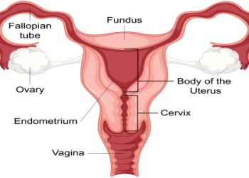 How many days before menstruation is ovulation? Simple ways to calculate it now.