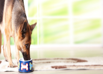 Home Remedies for Dog Bloated Stomach: Simple Tricks That Work